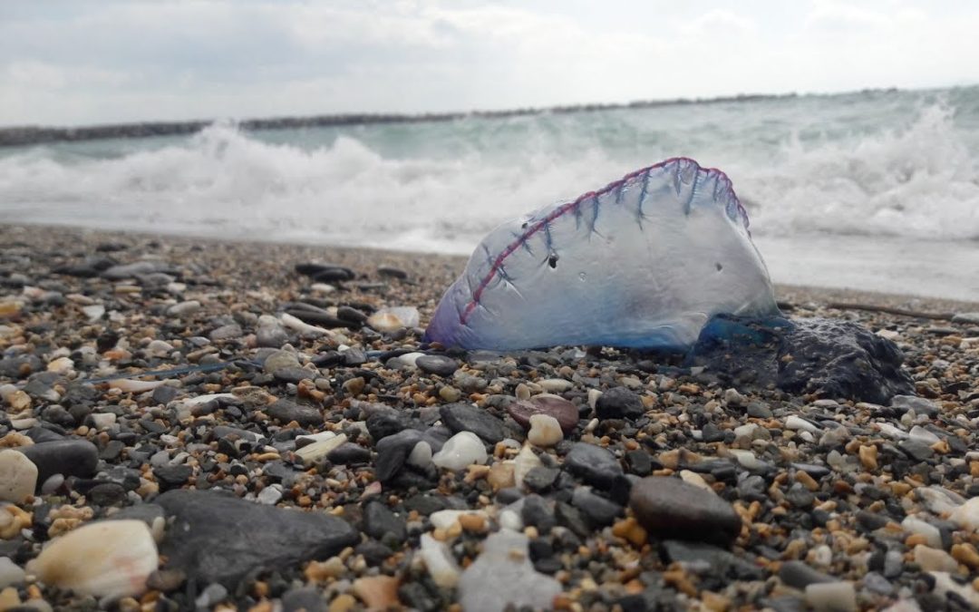 El temporal trae una plaga de carabelas portuguesas a la playa de la Ribera