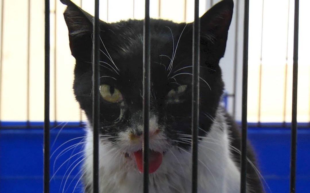 Toto, la gata que se recupera tras una brutal agresión en Ceuta